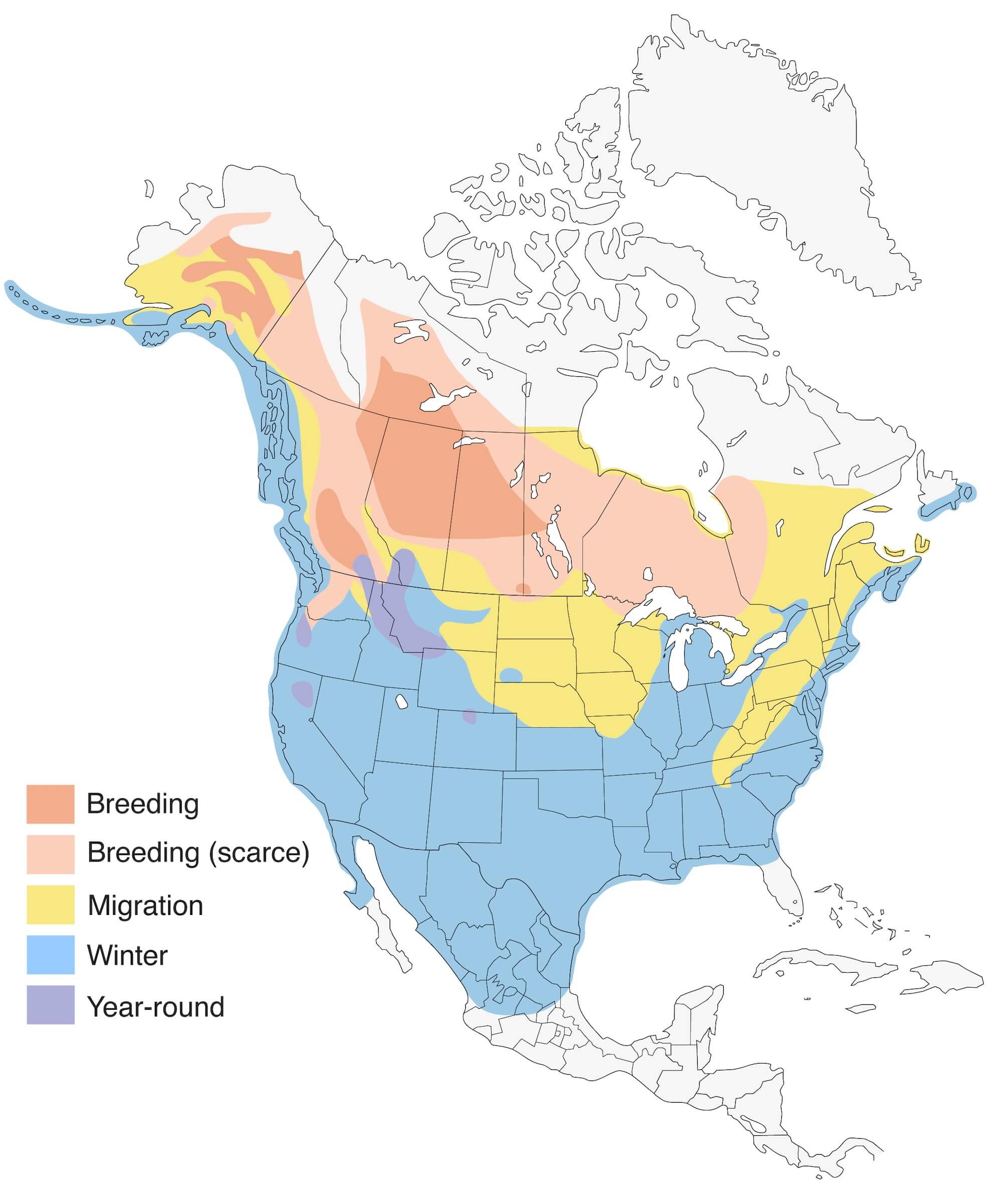 Bufflehead Migration Range Map